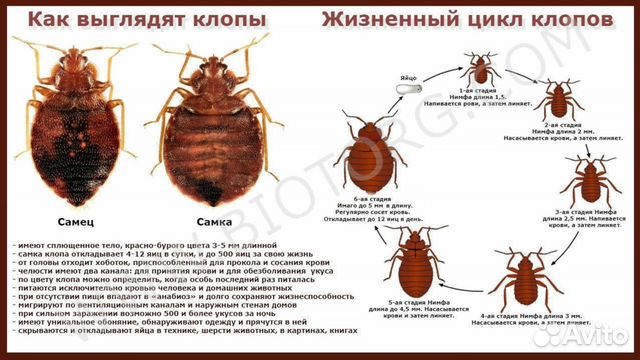 Дезинфекция,дератизация,дезинсекция