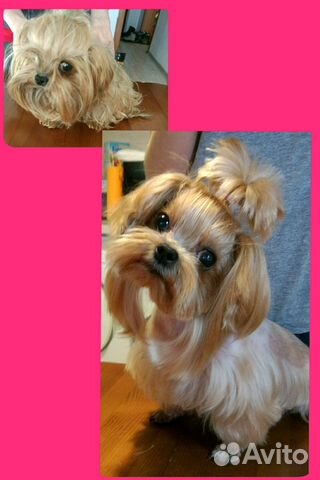 Грумер, стрижка собак, кошек, уз чистка зубов