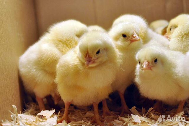 Принимаем заказы на цыплят купить на Зозу.ру - фотография № 3
