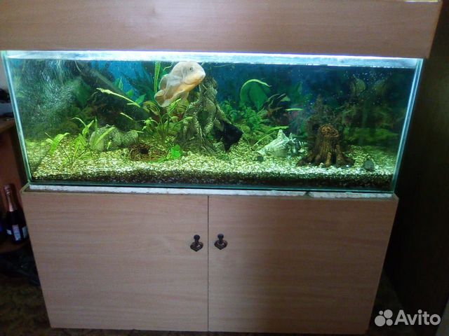 Аквариум с рыбками и живыми растениями купить на Зозу.ру - фотография № 7