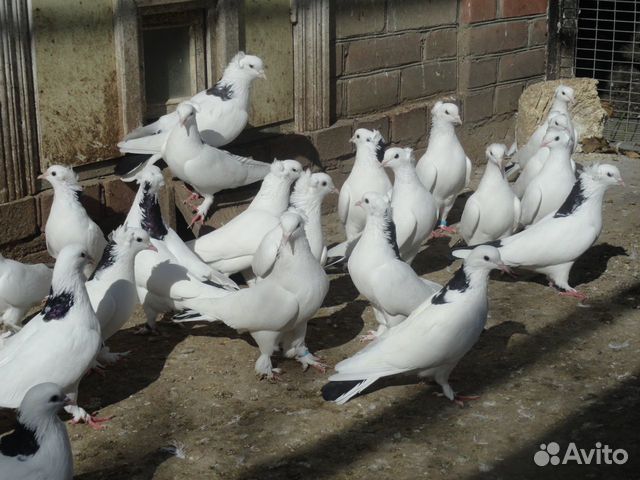 Иранские голуби купить на Зозу.ру - фотография № 3