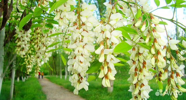 Семена Белая Акация