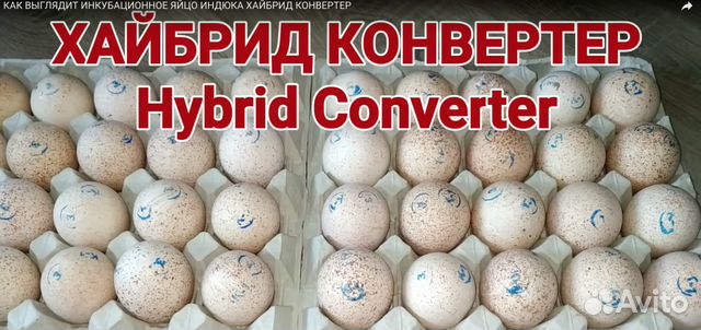 Инкубации хайбрид конвертер. Качественное инкубационное яйцо Авиаген.