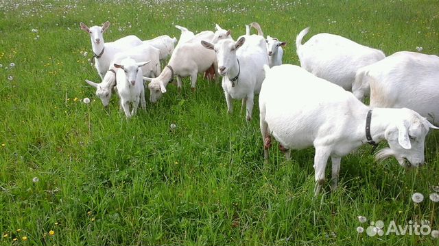 Продажа чистопородных зааненских коз и козлов купить на Зозу.ру - фотография № 2