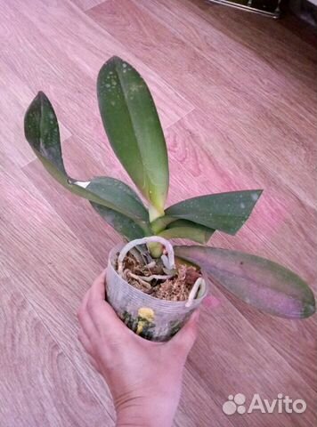 Орхидея Brown bear