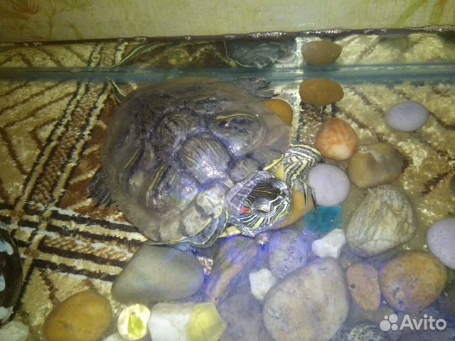 Красноухая черепаха большая с аквариумом