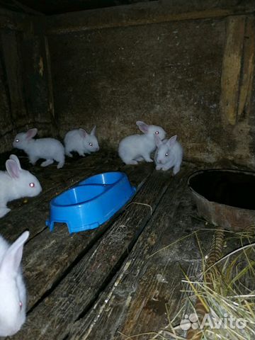 Крольчата 1 месяц купить на Зозу.ру - фотография № 3