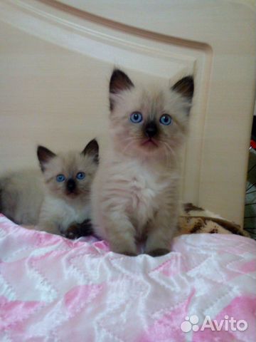 Продам котят породы - 