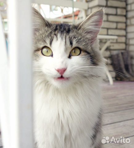Домашний кот купить на Зозу.ру - фотография № 4