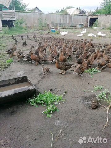 Подсадные кряковые утки купить на Зозу.ру - фотография № 3