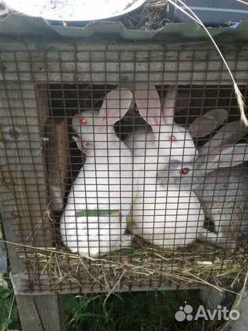 Мясо кролика, живые кролики купить на Зозу.ру - фотография № 1