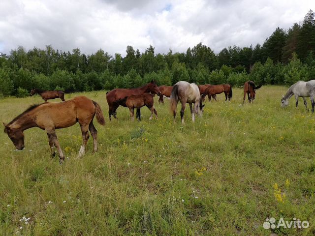 Постой для лошадей купить на Зозу.ру - фотография № 5