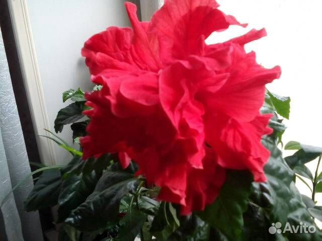 Много цветов