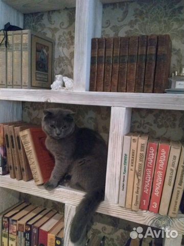 Вязка кот Шотландец (скоттиш-фолд)