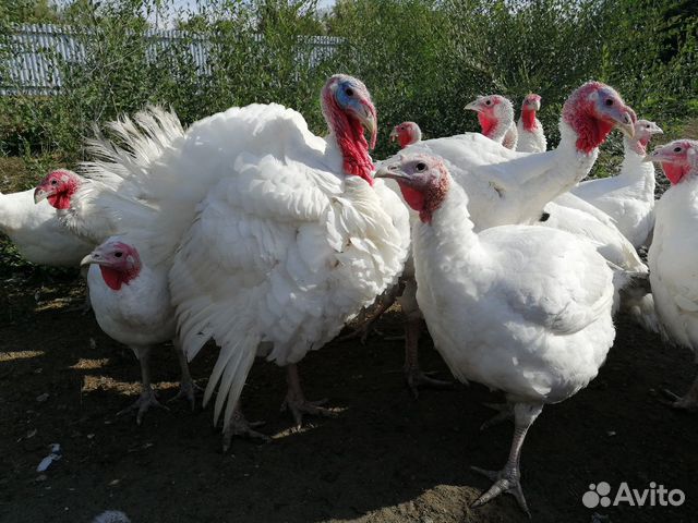 Купить Индюшат В Саратовской Области