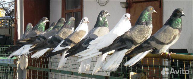 Серпасто-выворотные голуби, бойные, почтари купить на Зозу.ру - фотография № 2