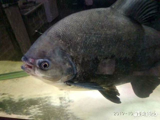 Рыба Паку Фото