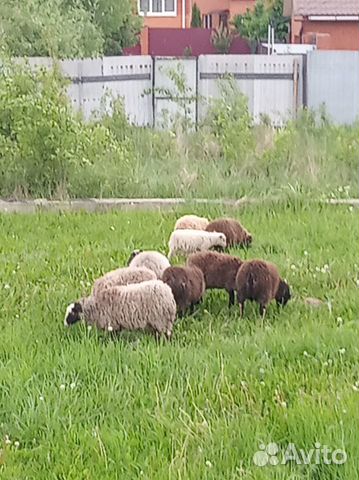 Овцы барашки молодые купить на Зозу.ру - фотография № 5
