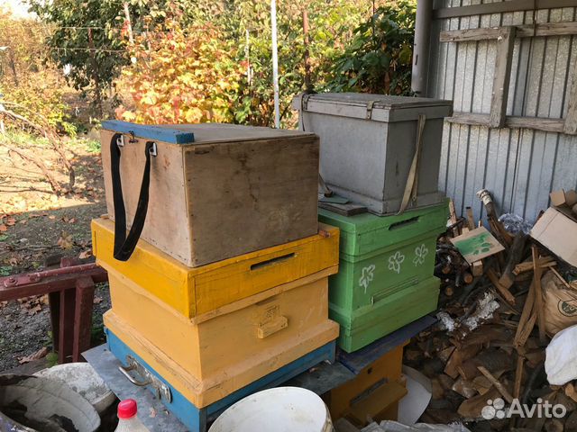 Улики пчелиные купить на Зозу.ру - фотография № 2
