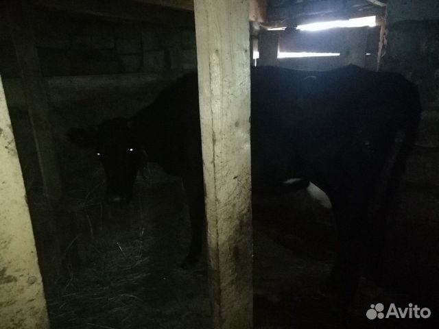 Продоется корова стельная 3 отелом купить на Зозу.ру - фотография № 1