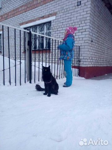 Мейнкун вязка, котята купить на Зозу.ру - фотография № 2