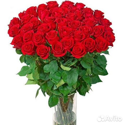 Букет розы свежие 49 шт Доставка Букет розы свежие 49 шт Доставка