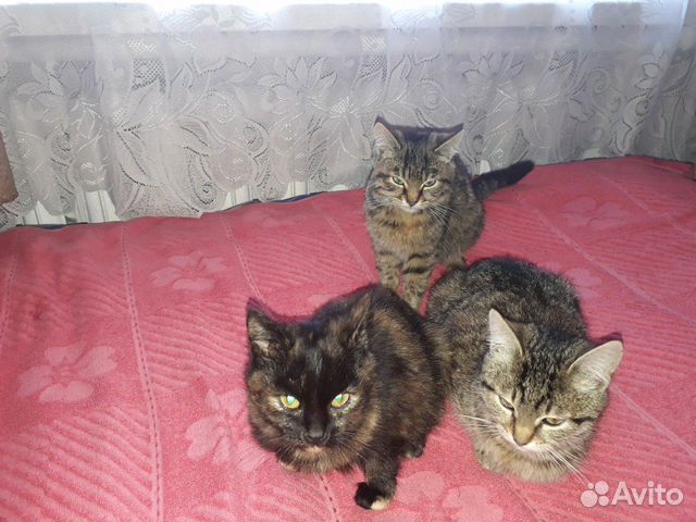 Котята ищут хозяина купить на Зозу.ру - фотография № 5