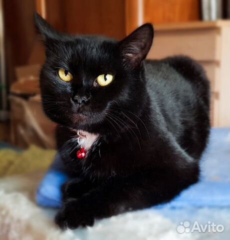 Кошка Черныша