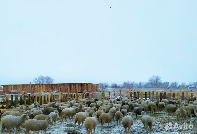 Продам отару овец купить на Зозу.ру - фотография № 2