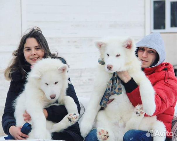 Супер пушистые снежные маламуты купить на Зозу.ру - фотография № 1