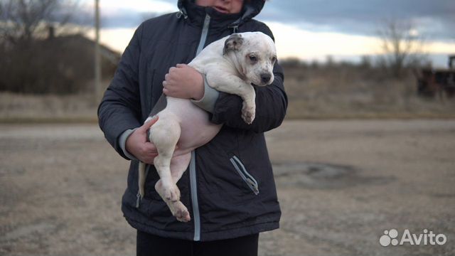 Американский Булли щенок девочка 3.5 месяца купить на Зозу.ру - фотография № 1