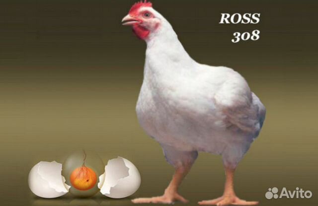Бройлер росс 308.Инкубационное яйцо