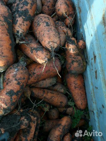 Морковь капуста для животных купить на Зозу.ру - фотография № 1