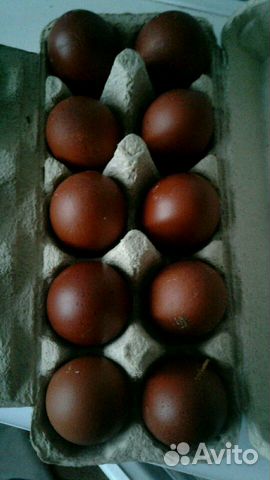 Инкубационное яйцо породной птицы купить на Зозу.ру - фотография № 2