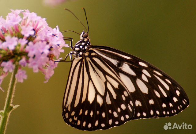 Живые тропические бабочки Papilio Polyxenes купить на Зозу.ру - фотография № 4