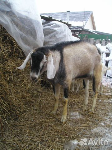 Козел для вязки коз купить на Зозу.ру - фотография № 2