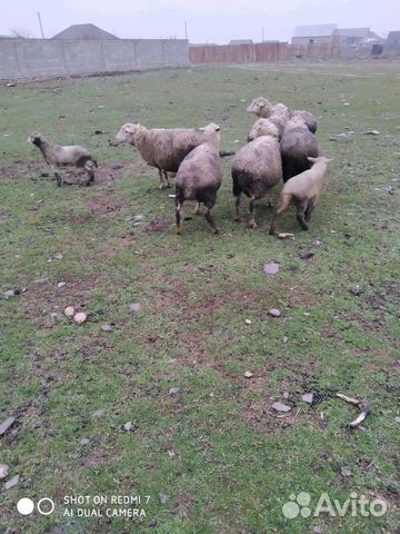 Овце матки купить на Зозу.ру - фотография № 4