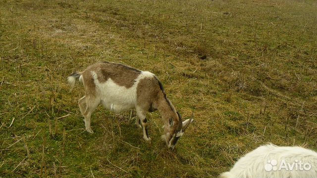 Две сукозные козы купить на Зозу.ру - фотография № 6