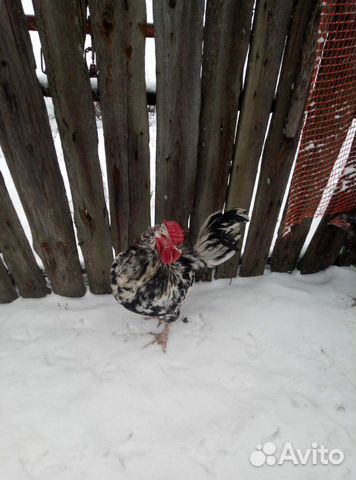 Суточные и подрощенные цыплята Белый Леггорн, Ливе купить на Зозу.ру - фотография № 6