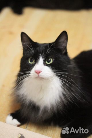 Пуся 2 года кот купить на Зозу.ру - фотография № 1