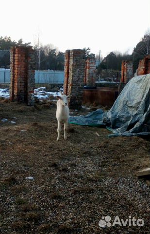 Племенной козёл от Бодровых и покрытая коза купить на Зозу.ру - фотография № 2