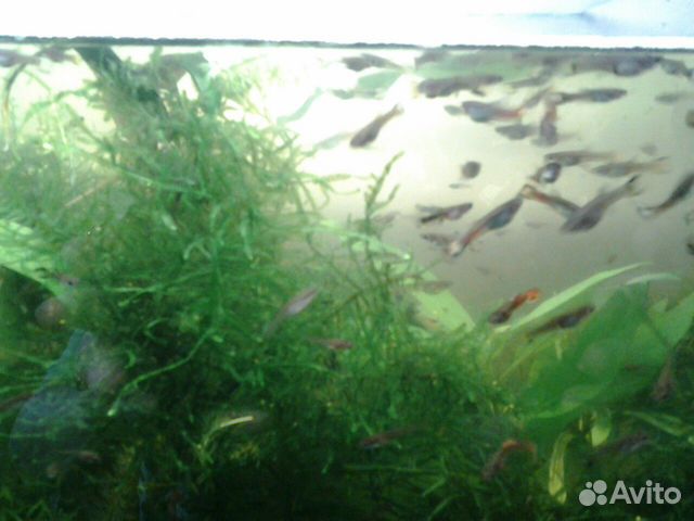 Аквариумные рыбки, гуппи, растения купить на Зозу.ру - фотография № 3