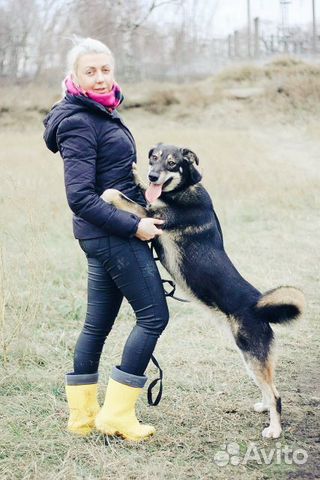 Собака- позитив в дар купить на Зозу.ру - фотография № 2
