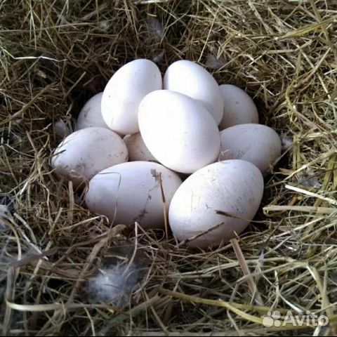 Яйцо гусиное инкубационное купить на Зозу.ру - фотография № 1