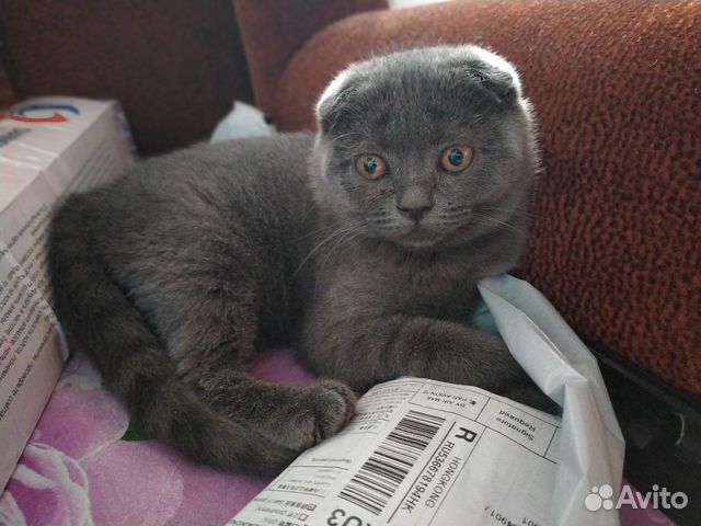 Продам Шотландского вислоухого котенка (девочка) купить на Зозу.ру - фотография № 2