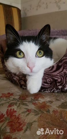 Кот Фенюша 2года,привит, кастрат,ласкуша Кот Фенюша 2года,привит, кастрат,ласкуша