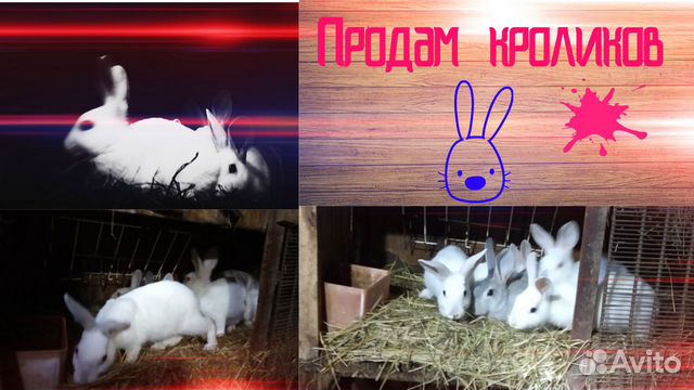 Продам Вьетнамских поросят и кроликов (белых) купить на Зозу.ру - фотография № 1