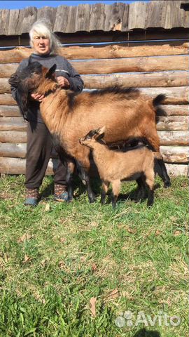 Козлята от высокоудойных коз купить на Зозу.ру - фотография № 9