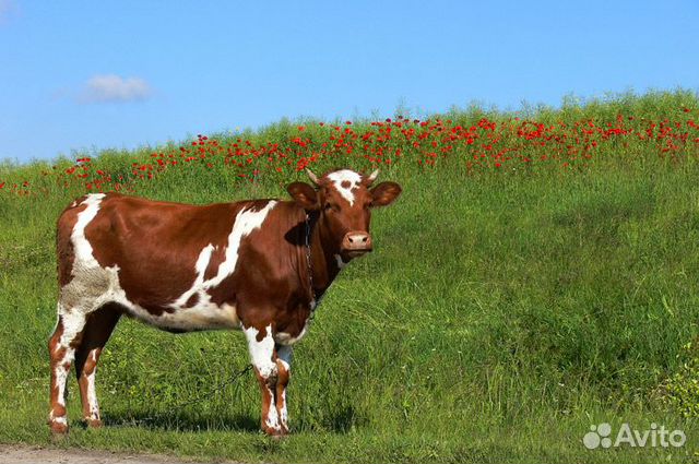 Продам корову с телёнком купить на Зозу.ру - фотография № 1