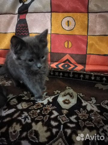 Котятки няшные купить на Зозу.ру - фотография № 2